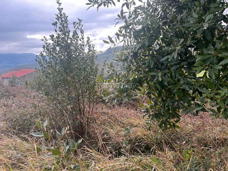 Foto 3920d649-c0a0-4df6-a903-cc9d63a89356. Finca rústica a Selorio - Tornón Villaviciosa