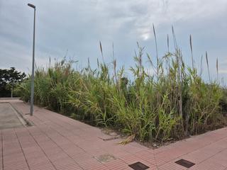 Terreny residencial  Carrer muntanyar