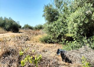 Wohngrundstück in Palomares del Río