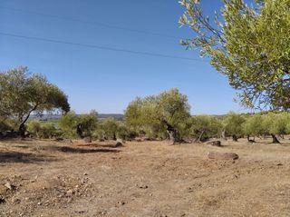 Propriété à Calle Camino Sierra de la Cruz 13