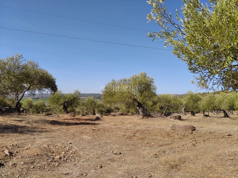Foto 09da83b5-f681-49d1-921d-97dd4c84bc83. Finca rústica en Lora del Río