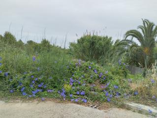 Residential Plot in Carrer piscis 20