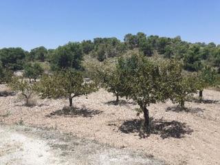 Residential Plot in Abanilla