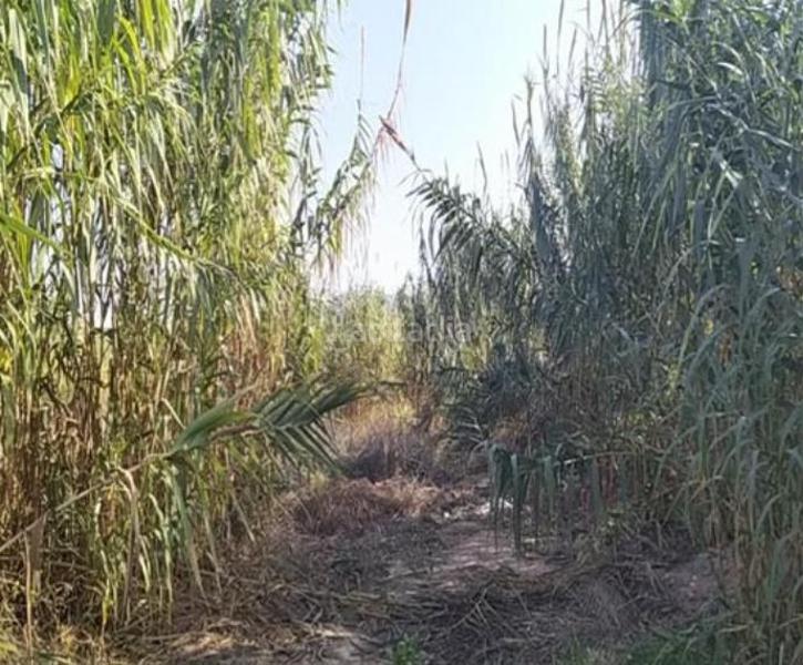 Foto b82e6413-7ca0-440f-b96a-209ff2a17d53. Terrain résidentiel dans Alberca Murcia