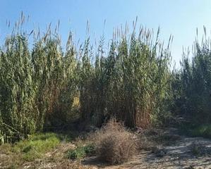 Terreno residenziale in Alberca