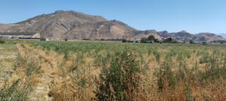 Finca rústica a Fuente Vaqueros. Fantástica parcela de huerta en pinos puente.
