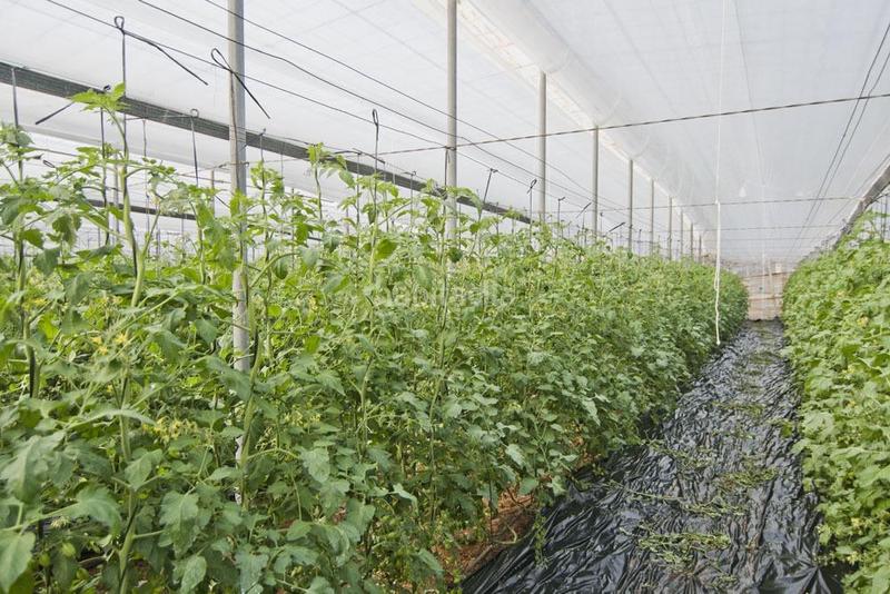 Foto 4de3849c-d12e-4c9e-930d-71d9abfc02a8. Wohngrundstück in Los Tablones - La Garnatilla Motril