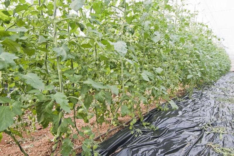 Foto e189ad16-5e7f-49bc-8261-cb3725b76dbe. Wohngrundstück in Los Tablones - La Garnatilla Motril