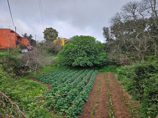 Finca rústica  Polígono 15 parcela 55 fuente ravelo. sauzal s.c. Terreno en venta en ravelo