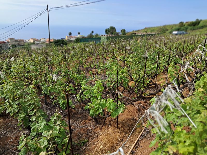 Foto b89f2e41-fa8c-4477-84f0-3ebf9d6e6e97. Finca rústica a Victoria de Acentejo (La)