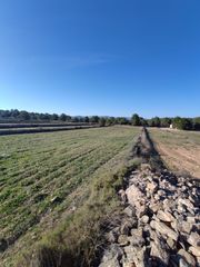 Finca r�stica en Avinguda de la comunitat valenciana 27. Gran terreno en monovar urbanizable