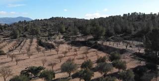 Finca rústica  Cv-83. Terreno rústico en monovar, alicante