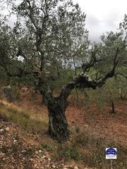 Terrain résidentiel à Pla de Bon Aire. Terreno en venta en matadepera