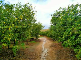 Fondo rustico in Sa Cabaneta