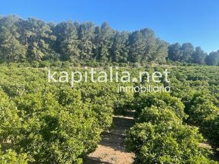 Masia a Rotglá y Corberá. Finca rústica a la venta de naranjos a 5 min de xativa valencia