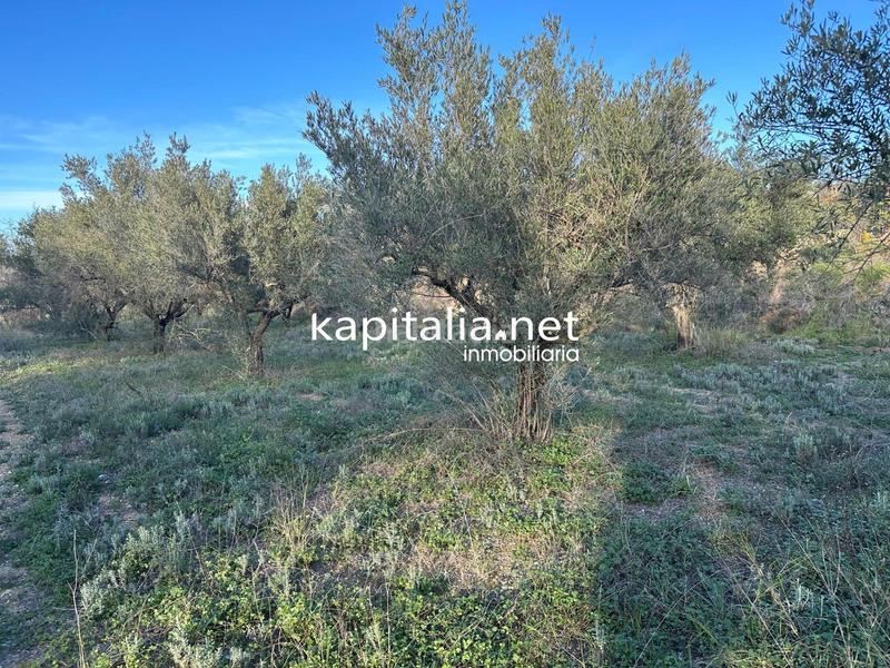 Foto 7f665def-1a3f-4320-9780-adbf003ed9ef. Residential plot in Sant Josep-Zona Hospital Ontinyent