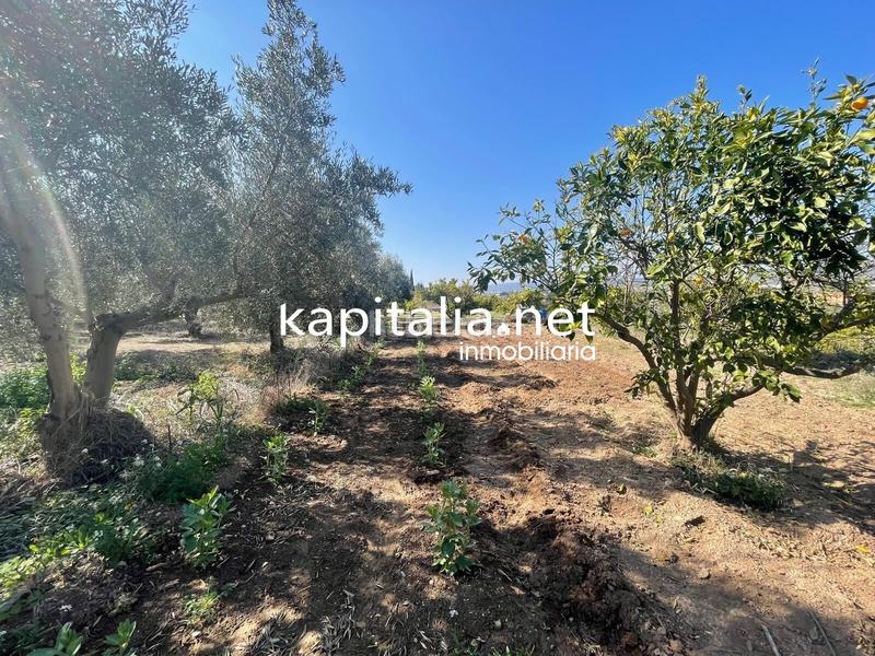 Foto 7fcf0eef-ec10-4f74-8c7c-5dde675febb6. Finca rústica terreno en Vallada