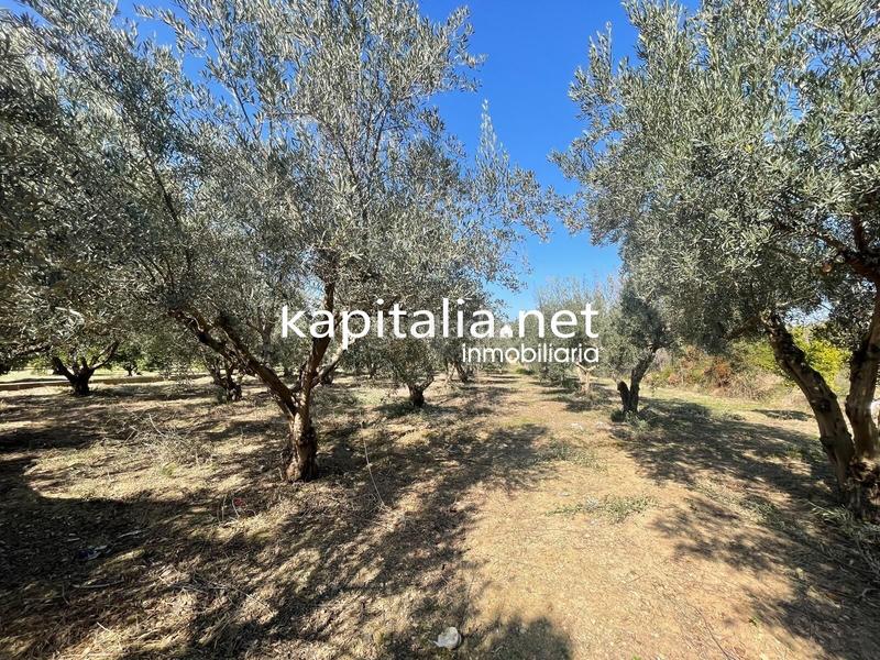 Foto 9471c05e-f555-4cea-9ea1-9aca44ab23bf. Finca rústica terreno en Vallada