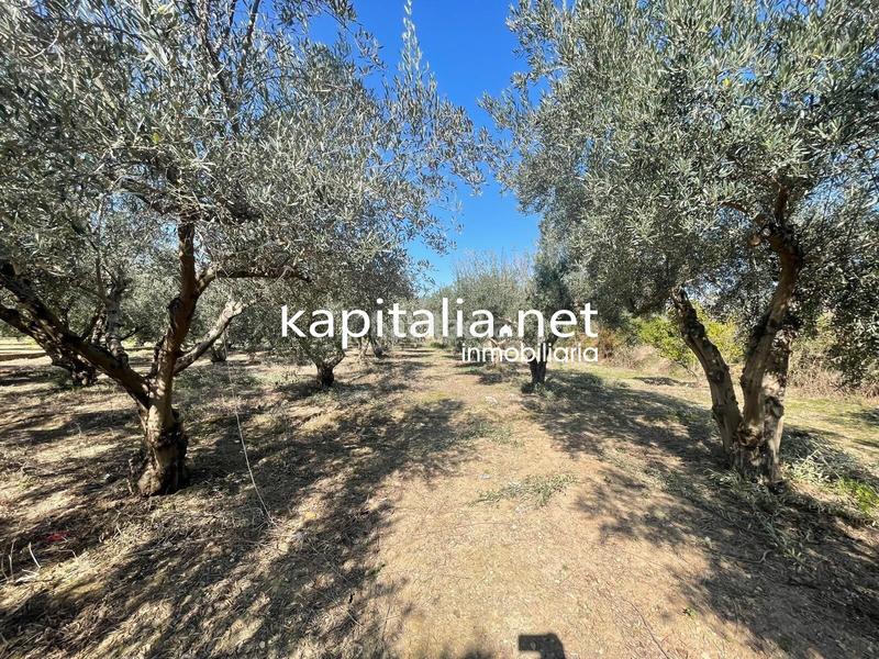 Foto fcb51135-dcc0-4c49-8424-6fb0a3c88bd2. Finca rústica terreno en Vallada