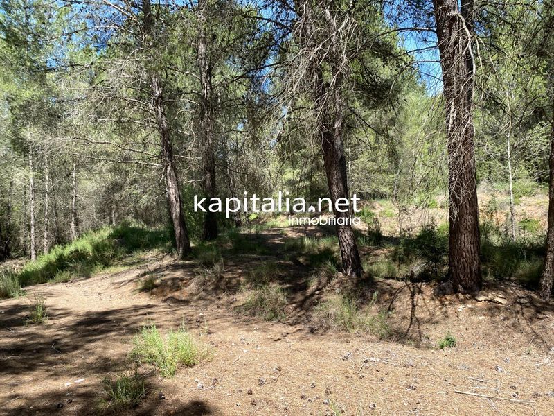 Foto 53f363b6-69ea-41ab-8478-929069aec8d9. Finca rústica a Olleria (l´)