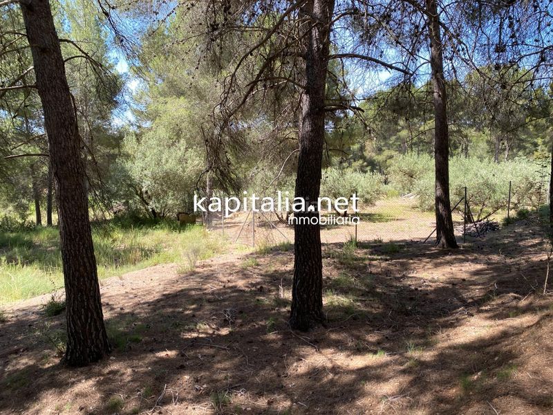 Foto acda0b05-c191-4a7e-bf71-61d4c4374bf7. Finca rústica a Olleria (l´)