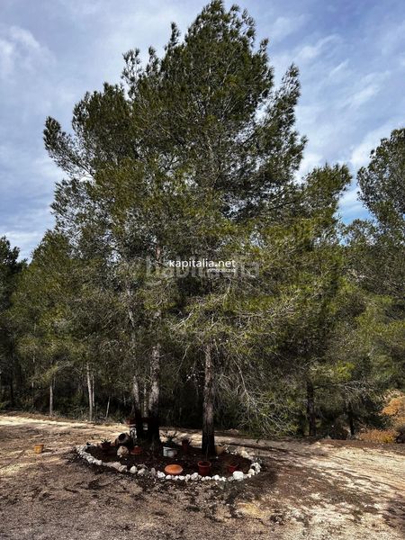 Foto 537ca966-f521-4cbd-9d7a-fdf10c0e350e. Finca rústica a Olleria (l´)