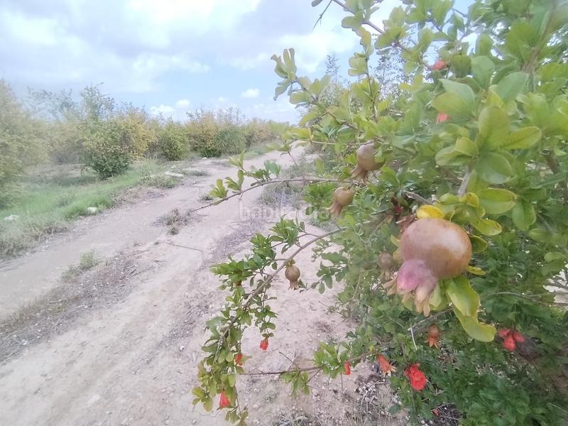 Foto 02b5a0ab-05df-42d0-b849-258e782d302e. Landgut in Albatera