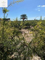 Finca rstica en La Algoda - Matola - Llano de San Jos. Parcela en puzol con agua y luz.