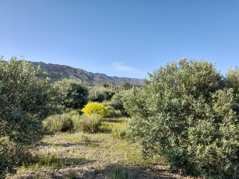 Foto e1a96a12-1102-4582-a754-46963c05227f. Finca rústica finca - La Hoya en La Hoya Lorca