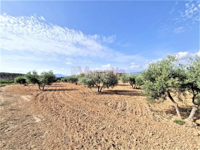 Foto 894dfa87-6fac-4b5f-a30b-e050f0965200. Maison dans La Tova Lorca