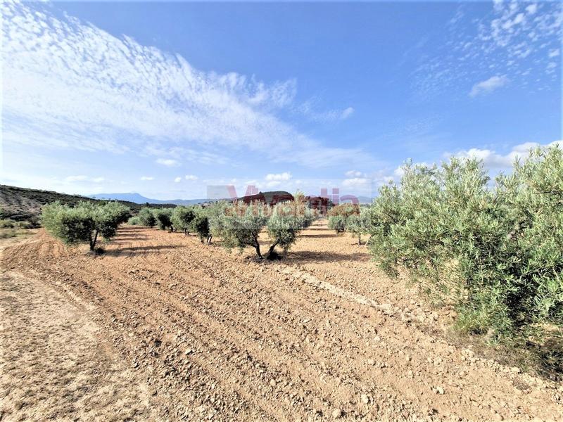 Foto bb99ef20-e76b-47f9-be7e-e16df0e97489. Maison dans La Tova Lorca