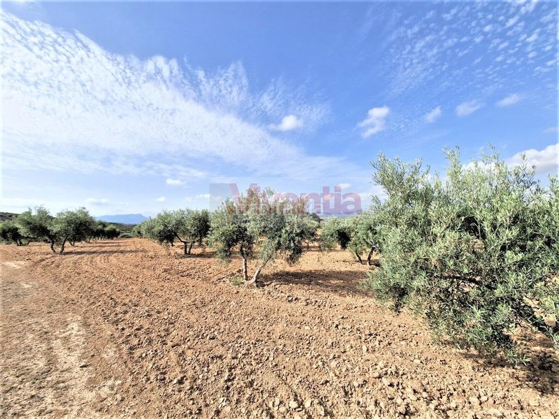 Foto db896d05-fa0e-42e9-99aa-171d9c300cc3. Maison dans La Tova Lorca