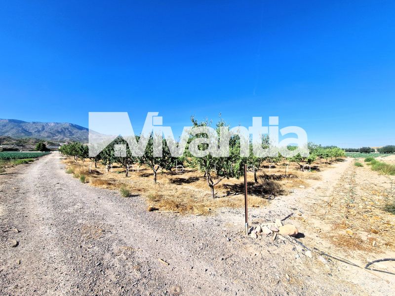 Foto 4f2ad463-3f4e-4609-ad9e-fa46975efc43. Rural plot in La Hoya Lorca