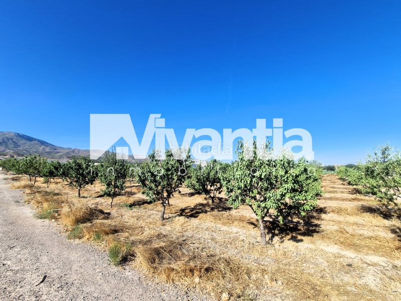 Foto acddb19a-e321-44a1-a0c2-37a9d845dd29. Rural plot in La Hoya Lorca