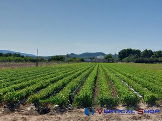 Terreno residenziale  Los hondos. Terreno rústico en venta en caudete.
