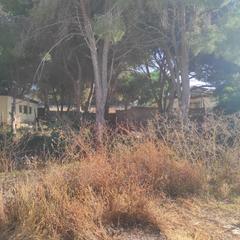 Terreny residencial  Camino camino majada de los chivos. Parcela rústica en chiclana tranquilidad y naturaleza