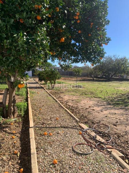 Foto 3739ab7c-0bed-462f-9446-ae7fb07dd6a3. Mas dans Pelagatos - Pago del Humo Chiclana de la Frontera