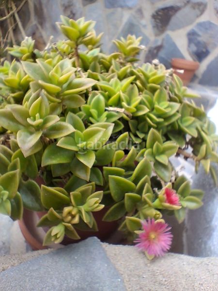 Foto 3b760461-501d-47d7-a9e7-9471748589b9. Xalet a Barrio Nuevo Conil de la Frontera