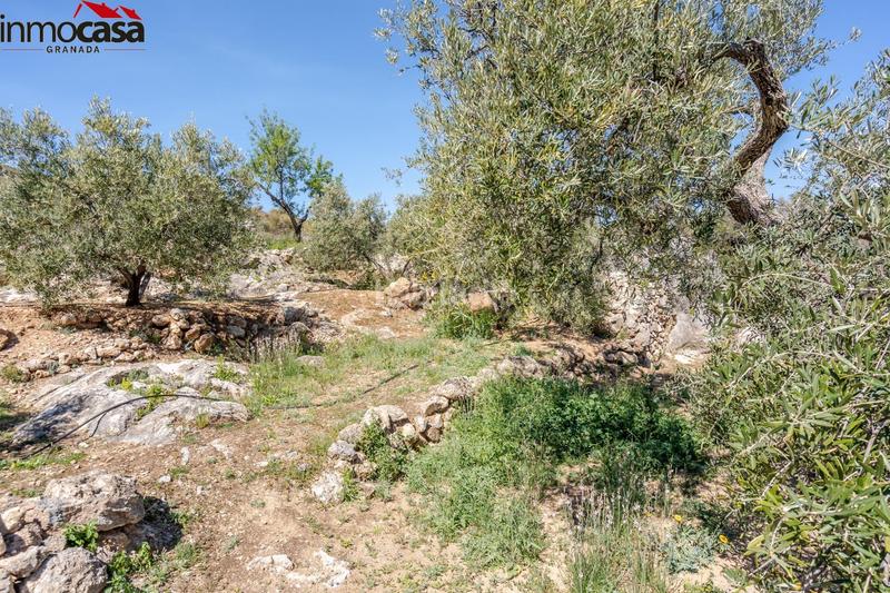 Foto fe85acbc-2a63-41f8-8fbd-bbb7aa91c4f6. Finca rústica terreno en pinos del valle en Lúcar