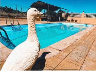Masia a Baza. Chalet y finca con piscina y yeguada