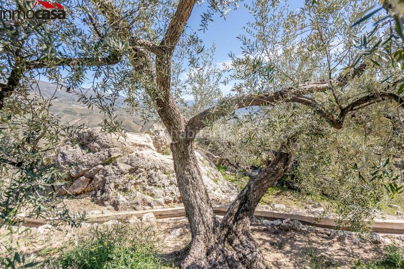 Foto 00800f80-fc42-48a5-890a-649bc49a3aba. Fondo rustico in Lúcar