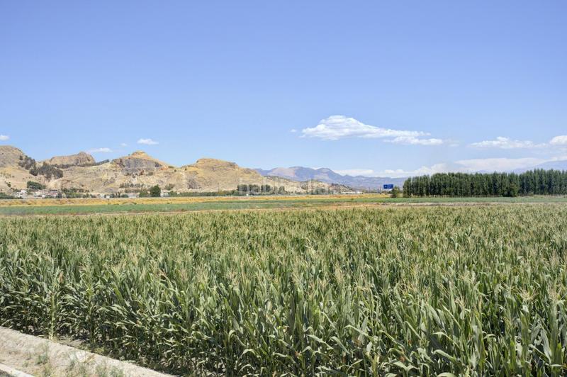 Foto 42c36e0e-6f10-4e52-9831-b32e4b3aefde. Chalet cortijo tarquinal en Pinos Puente