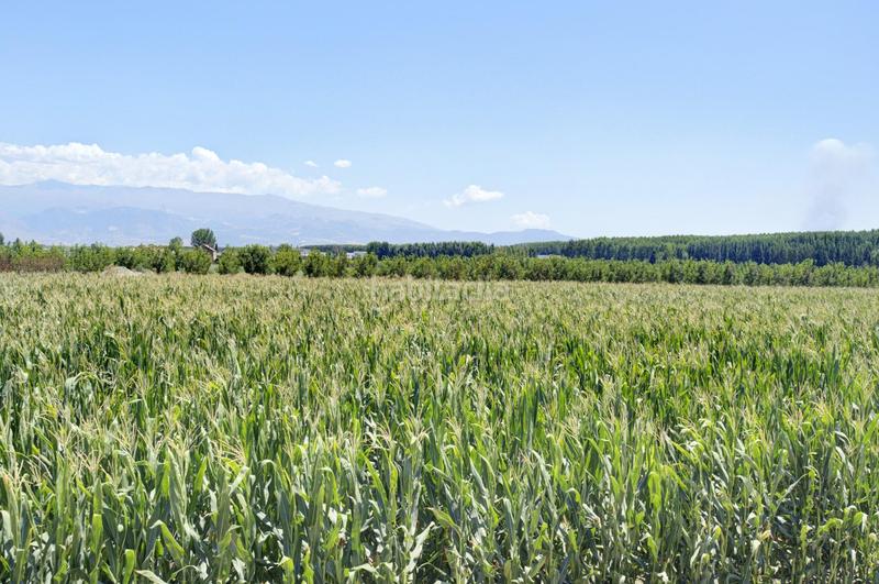 Foto e9ebda4e-4d1f-414a-b56a-5450900aaefa. Chalet cortijo tarquinal en Pinos Puente