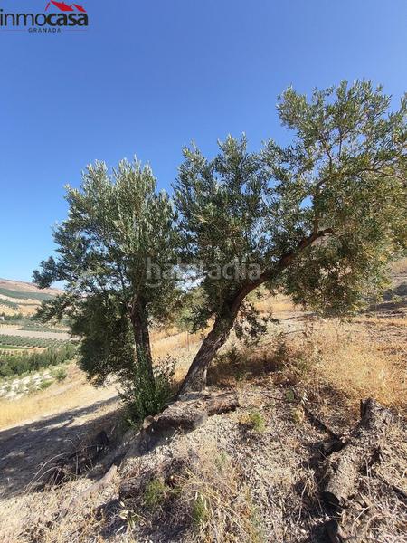 Foto 0a3bfed8-f2c0-4187-8c43-2dc970918437. Propriété dans Santa Cruz del Comercio