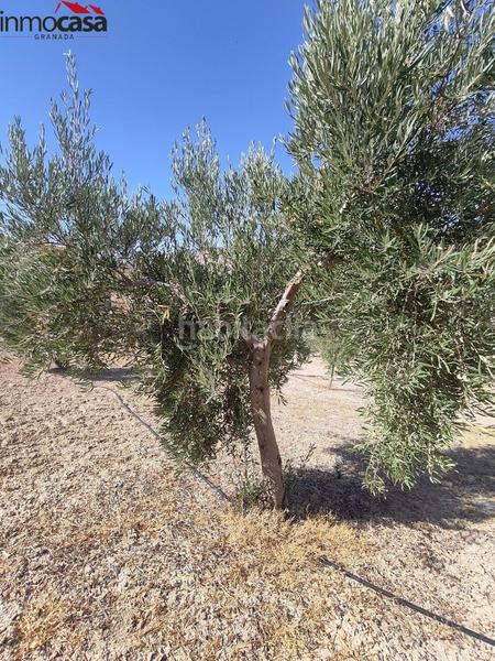 Foto 54a82139-fc55-4b6f-9b1e-fd375f70b67b. Propriété dans Santa Cruz del Comercio