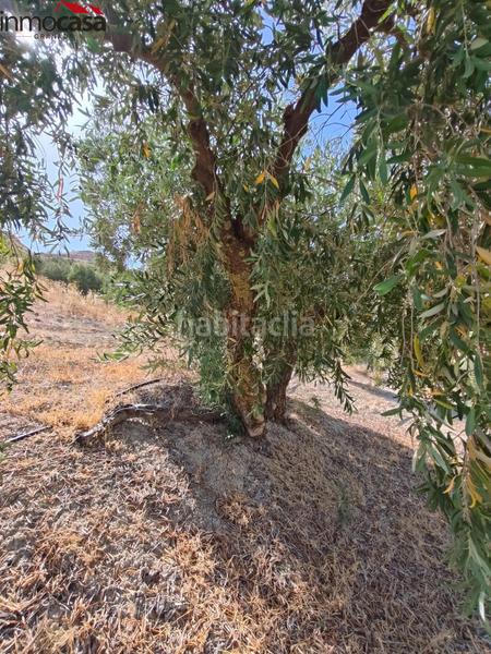 Foto 709b711f-c868-44f1-92ab-5b02288a202d. Propriété dans Santa Cruz del Comercio