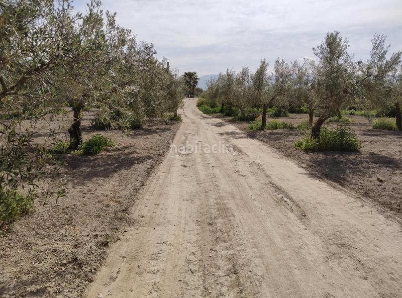 Foto 136cb39c-f8b4-4da6-a7f8-58fdedd0d8be. Finca rústica en camino ramal corpas 2 parcela rustica en cullar vega en Cúllar Vega