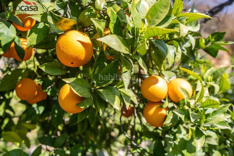 Foto b9c383ee-a78a-434b-b974-14e847e227fc. Finca rústica terrenito los naranjos a la venta en saleres!!!!!!!!! en Lúcar