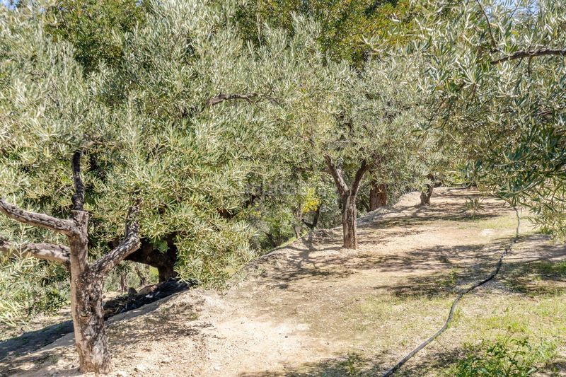 Foto c29ae8b0-99ba-4edd-a645-6d2aa0847d9e. Finca rústica a Pinar (El)