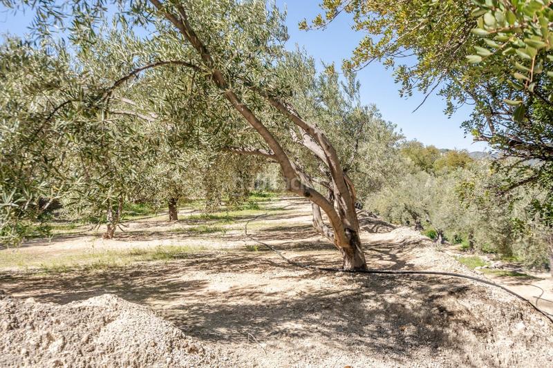Foto eac8d9b3-f6cc-416d-b1b7-69cfa8784913. Finca rústica a Pinar (El)